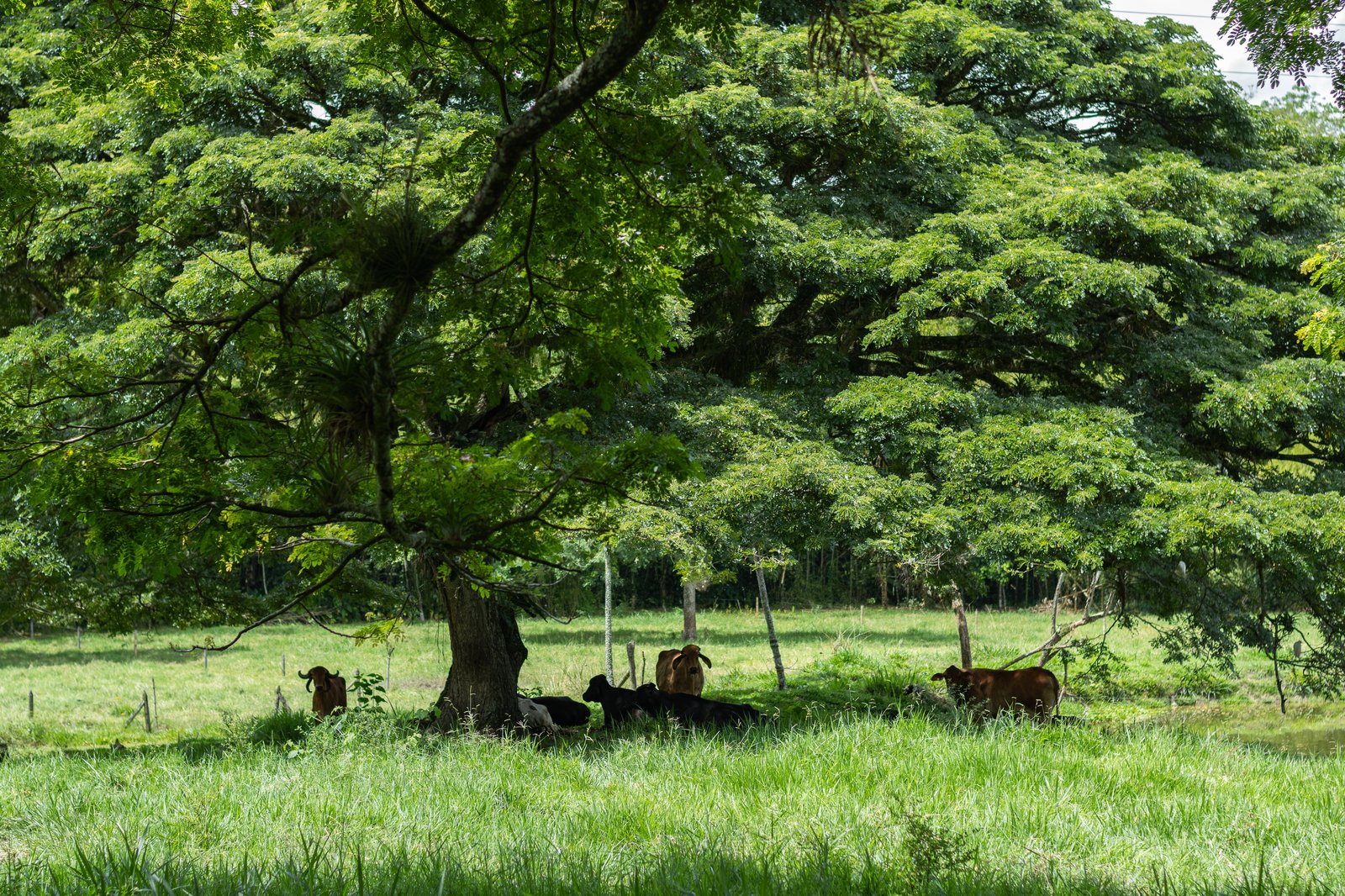 Cattle resting in shade of scattered trees on pasture
