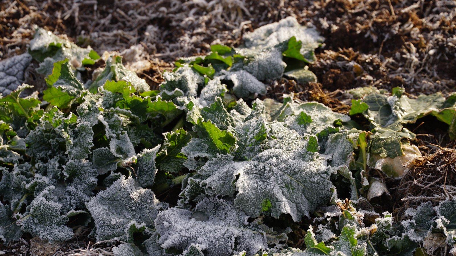 Soil thermometer or probe inserted at 10cm depth in a vegetable bed